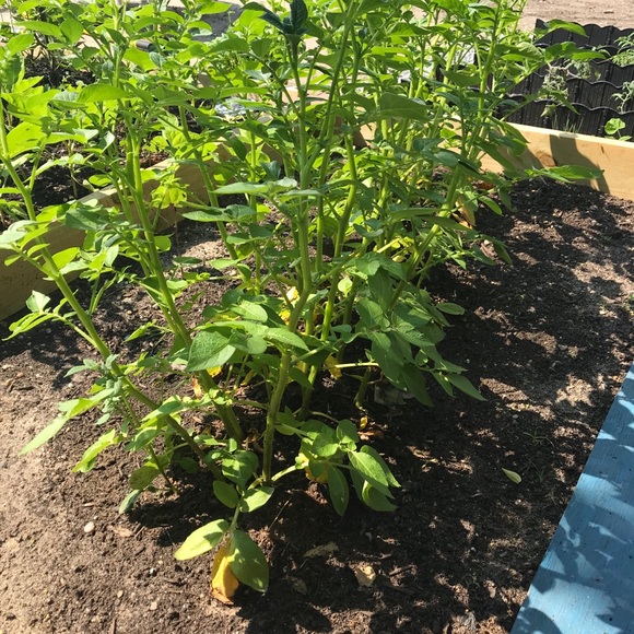 Meet your Posher, Sara Rose - Picture 10 of 12